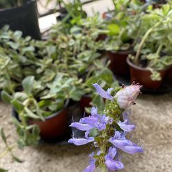 Lobster flower plant, blue flowers 