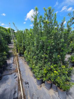 podocarpus6 to 7 feet tall  Instant Privacy Hedge For Fence Green Full Ready  minimum qty  100+