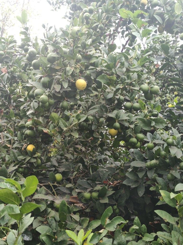LIMONES 10 x $1.00