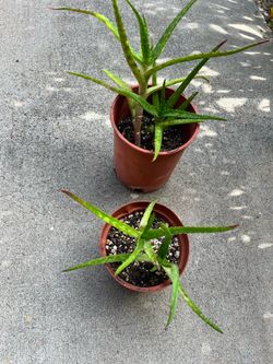 Aloe maculata hybrid ‘Kyle’s Grandma’