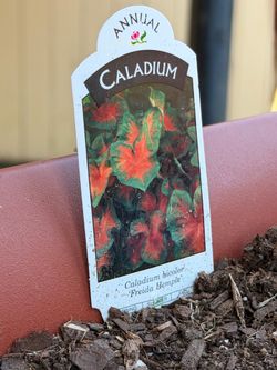 CALADIUM Heart of Jesus PLANT