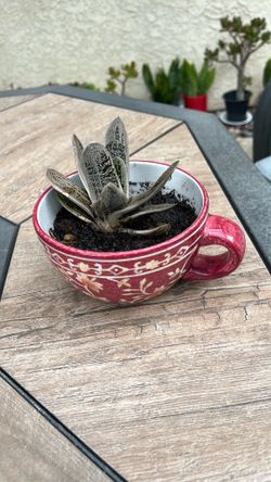 Succulent Gasteria Little Warty Live Plant 🪴