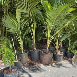 Coconut Palms