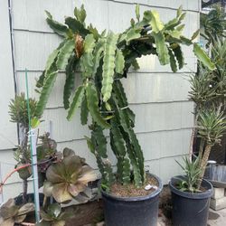 Dragon Fruit Plant For Sale