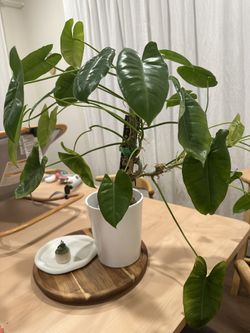 Philodendron Billietiae 