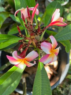 Beautiful Scent  Pink White Yellow Flowers Plumeria Plant Tree, Blooming Now♥️♥️