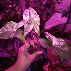 Halfmoon Var,syngonium Albo