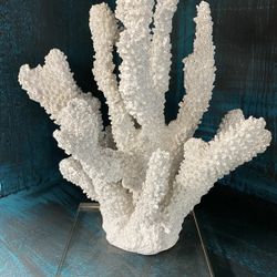 Coral Displayed On Thick Acrylic Base 