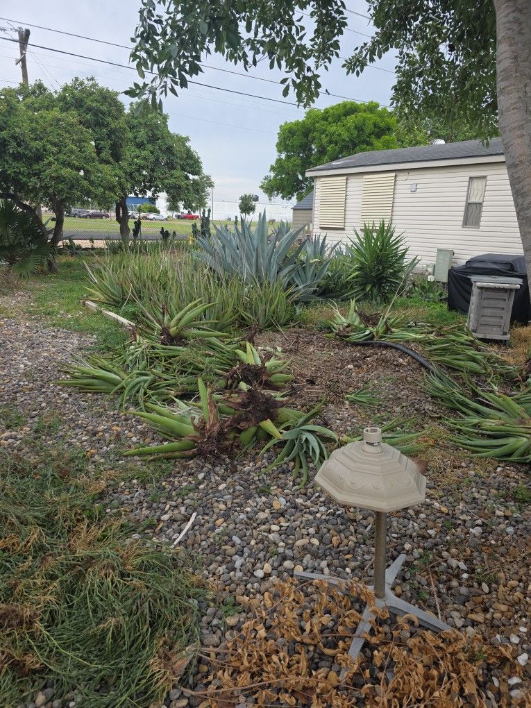 Aloe Vera Plants New Born To Whole Mature