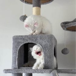 CAT TREE