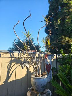 Bonsai ​🪴 Sculptural Dracaena Marginata (Dragon Tree) in Premium Ceramic Pot