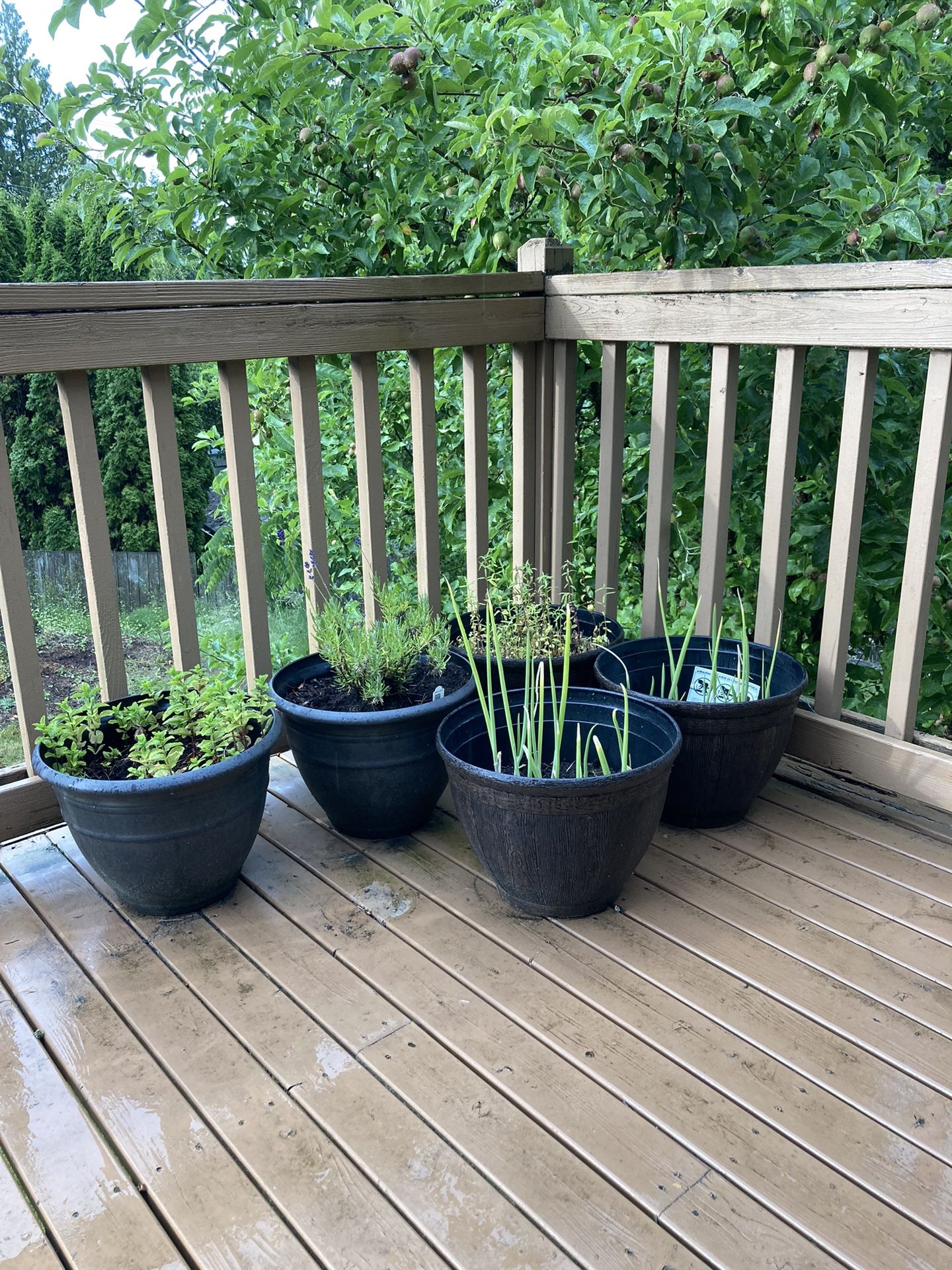 Plants/planter