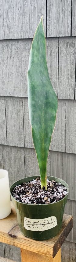 Live Whale Fin Snake 🐍 plant in a plastic nursery planter pot—firm price