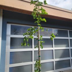 Fruiting WEEPING Mulberry Tree 