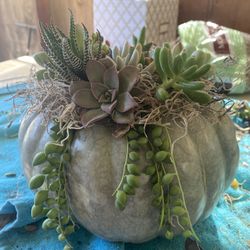 Pumpkin With Succulents