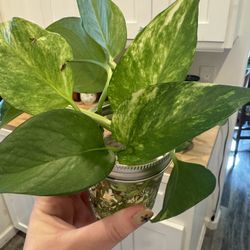 Pothos Plant