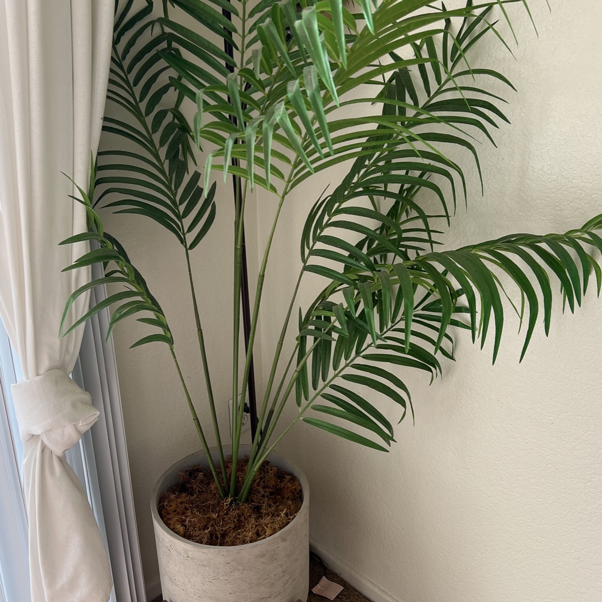 Fake Plant. Palm Tree for Sale in Carlsbad, CA OfferUp