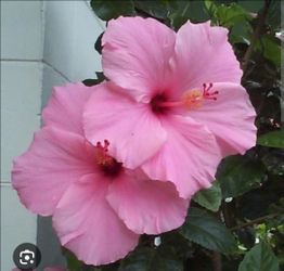 #30 Light Pink Hibiscus Plant 5gal