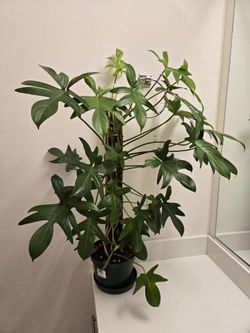 Fully mature philodendron pedatum on moss pole