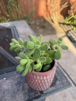 Bear Paw Succulent 