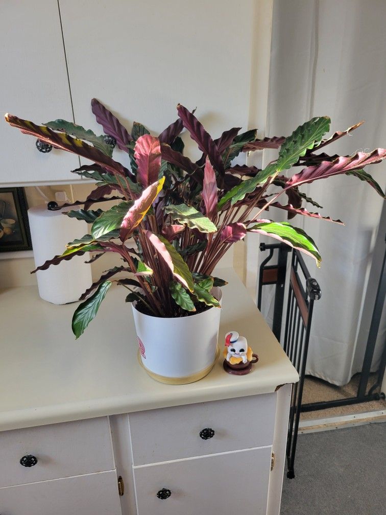 Healthy House Plant Sale Group A