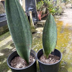 Whale Fin Plants