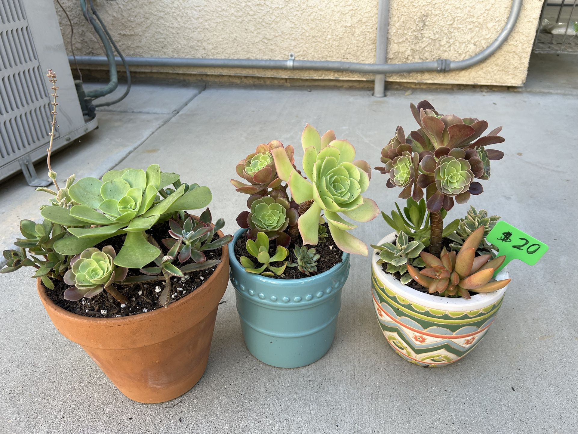 Beautiful Succulents