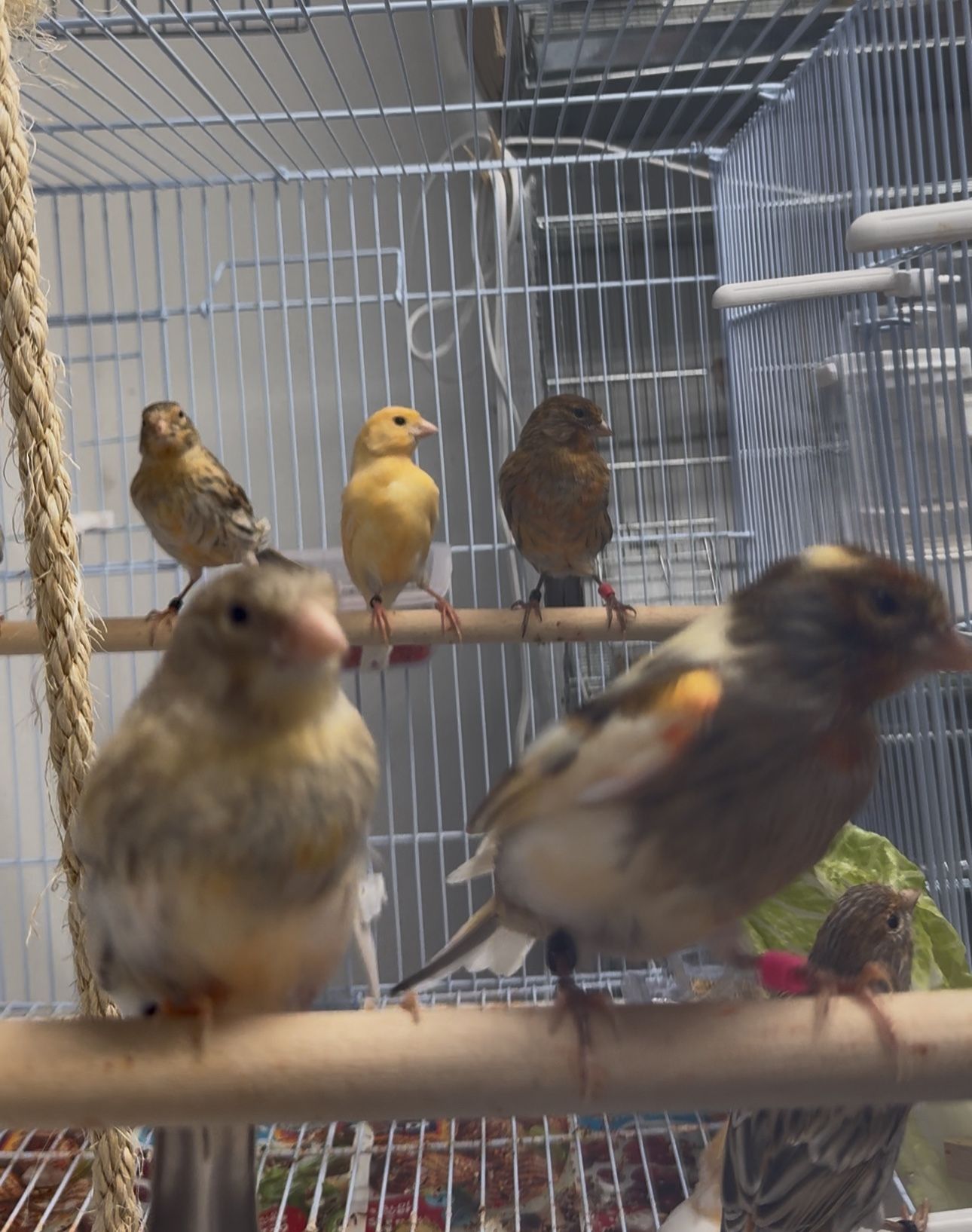 Canarios / Canaries Cages For Sale