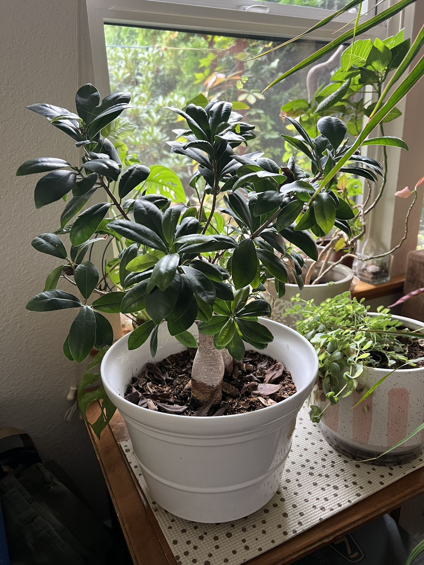 Indoor plant sale (houseplants)