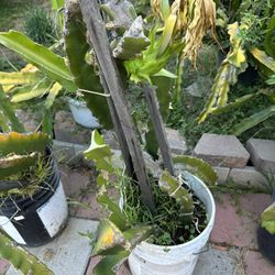 Dragon Fruit Plant
