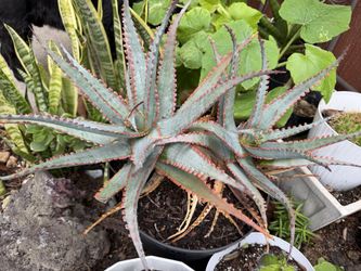 Octopus Aloe plants