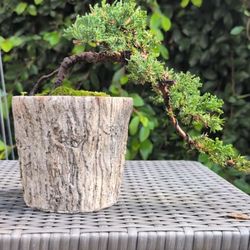 Juniper Bonsai Tree Cascade Style JaysBonsaiTrees
