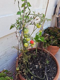 Plant