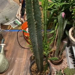 Cactus 4 Ft