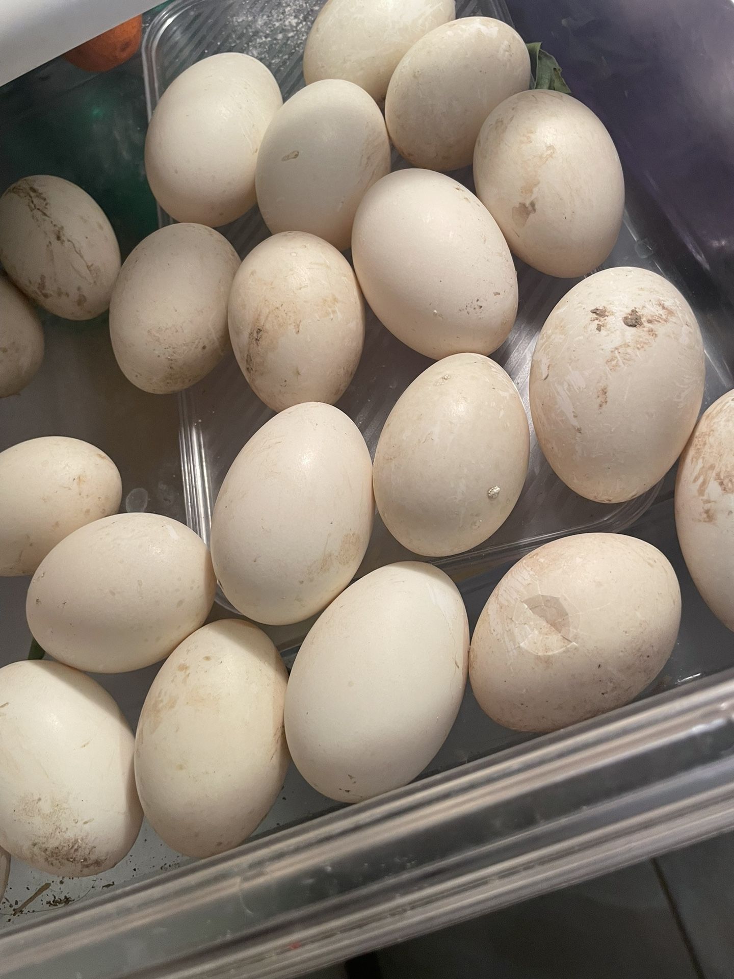 Eggs