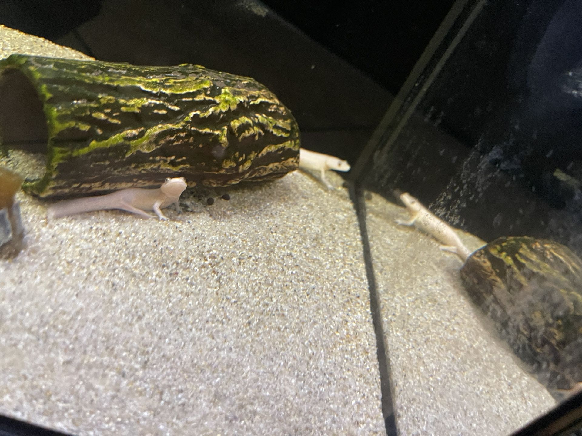 Fish Decor