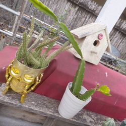 Dragon Fruit Plant 