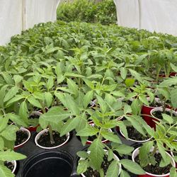 Tomato Plants