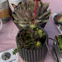 Succulents For Mothers Day 