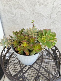 Succulent Mix