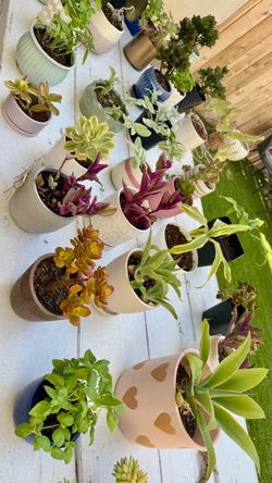 $5 SALE plants! Mix n’ match! Succulents, herbs, palm, basil, etc. FREE pot is included too! 🌱