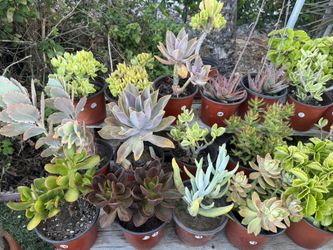 Succulents Plants