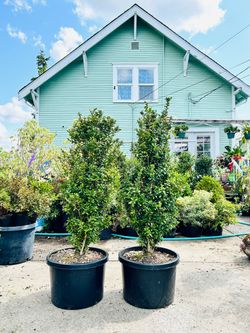 $69 each beautiful boxwood plant