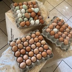 Fresh Eggs 