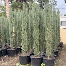 Italian Cypress 7-9 Feet tall 