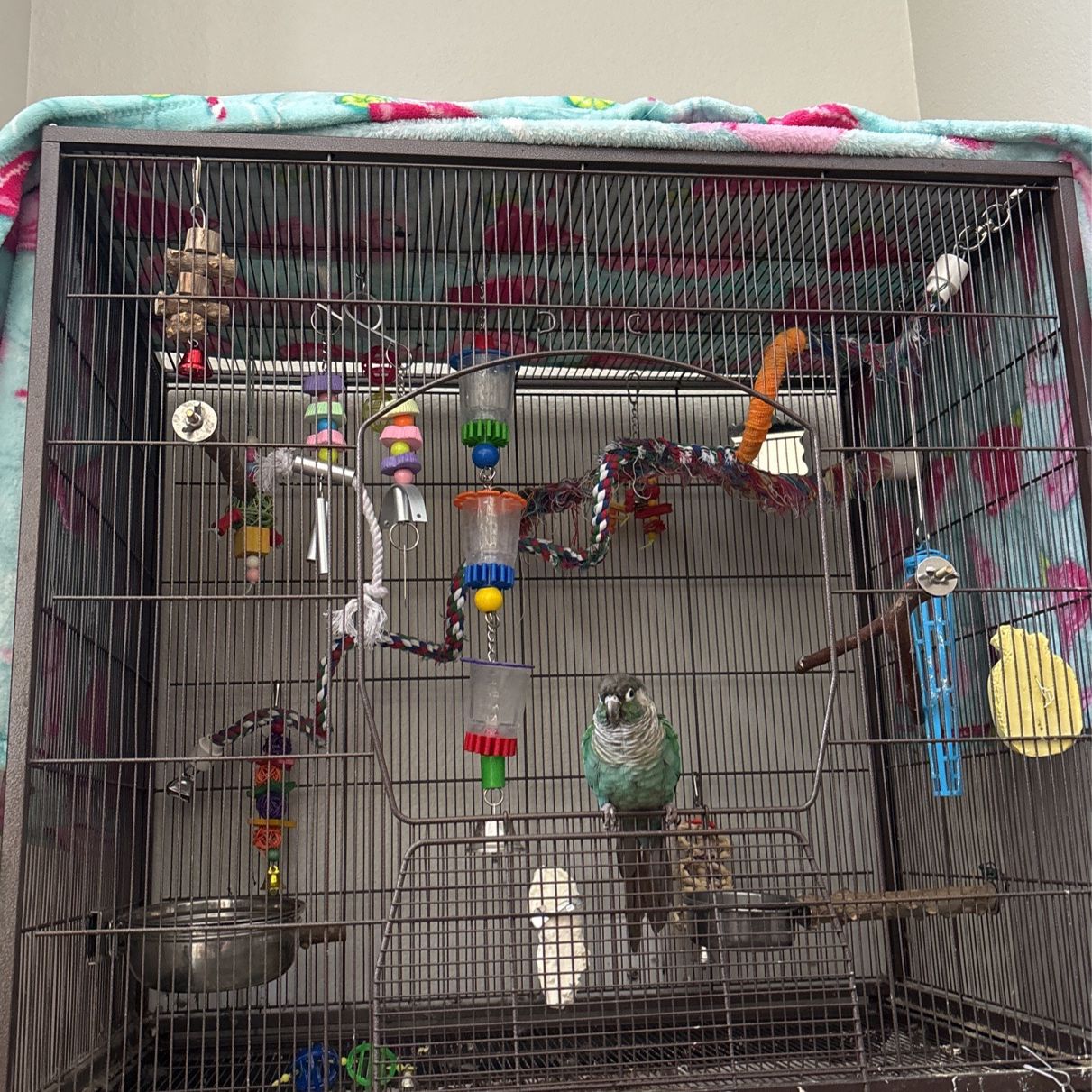 BIRD Cage W/ Toys & Food