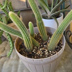 Monkey Tail Cactus