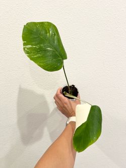 Albo Monstera
