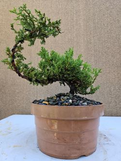 Juniper Nana Bonsai Tree
