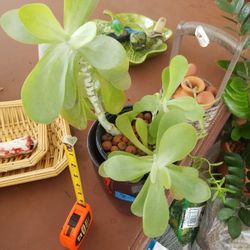 Triple Kalanchoe double pot $8.00